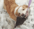 NATURAL SHEEP WOOL TUG TOY 80CM - DOG TOY